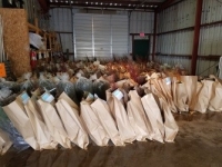 Trees ready to distribute in storage building